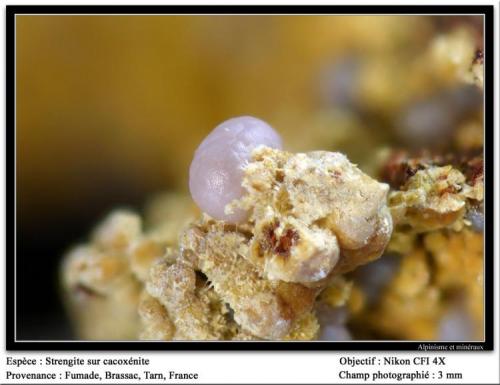 Strengite
Fumade, Castelnau-de-Brassac, Tarn, Midi-Pyrénées, France
fov 3 mm (Author: ploum)