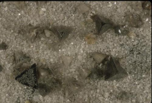 Chambersite
Venice Salt Dome, Venice, Louisiana, USA
About 5 mm. on edge
Photo: Jeff Scovil (Author: Jordi Fabre)