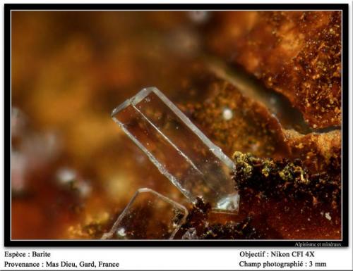 Barite
Mas Dieu, Mercoirol, Gard, France
fov 3 mm (Author: ploum)