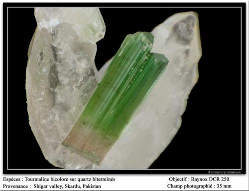 Tourmaline and quartz
Shigar Valley, Pakistan
fov 35 mm (Author: ploum)