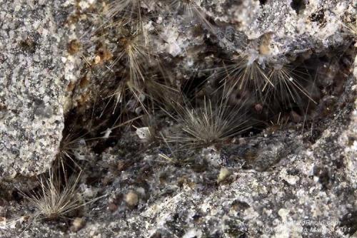 Magnesiohastingsite
Montenero quarry, Onano, Viterbo Province, Latium, Italy
3.8 mm cavity with several Magnesiohastingsite tufts (Author: Matteo_Chinellato)