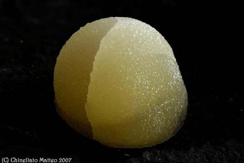 Calcite
Campomorto Quarry, Pietra Massa Locality, Montalto di Castro, Viterbo Province, Latium, Italy
19 mm ball of Calcite (Author: Matteo_Chinellato)