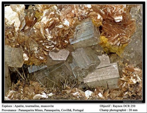 Apatite, muscovite, tourmaline, siderite
Panasqueira Mines, Beira Baixa, Portugal
fov 20 mm (Author: ploum)