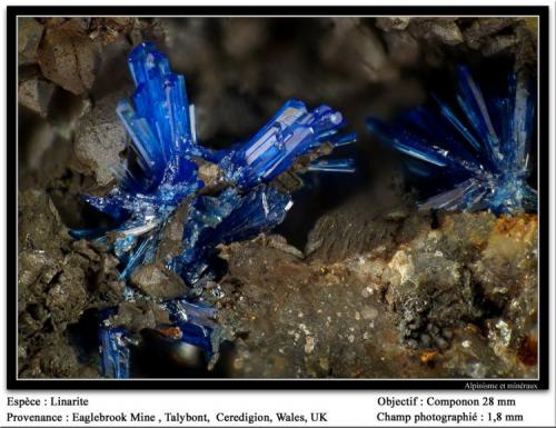 Linarite
Eagles Brook Mine, Wales, UK
fov 1.8 mm (Author: ploum)