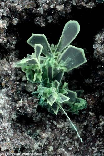 Tenorite, Paratacamite
Torre del Greco, Mt Vesuvius, Somma-Vesuvius Complex, Naples Province, Campania, Italy
2 mm group of Tenorite crystals with deposition of green Paratacamite (not XRD analyzed) over (Author: Matteo_Chinellato)