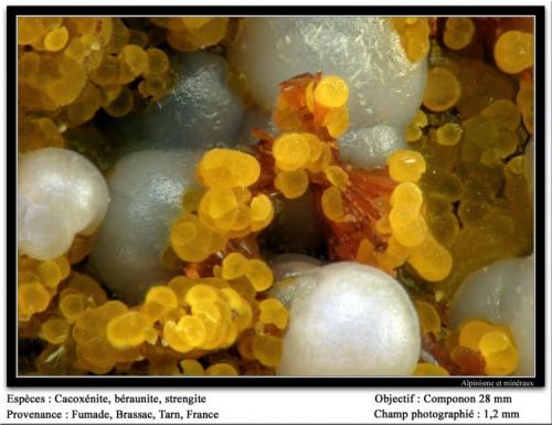 Cacoxenite, beraunite, strengite
Fumade, Castelnau-de-Brassac, Tarn, Midi-Pyrénées, France
Fov 1.2 mm (Author: ploum)