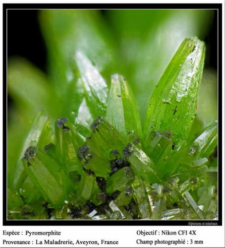 Pyromorphite
La Maladrerie, Villefranche-de-Rouergue, Aveyron, France
fov 3 mm (Author: ploum)