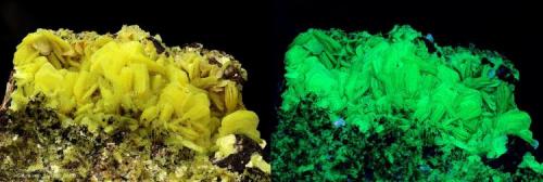 Autunite
Bosco del Corvo, Longobucco, Camigliatello Silano, Sila, Cosenza Province, Calabria, Italy
23.76 mm group of Autunite crystals in normaly light - left - and under UV large band light - right. Collection & Photo Matteo Chinellato (Author: Matteo_Chinellato)