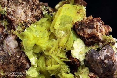 Autunite
Bosco del Corvo, Longobucco, Camigliatello Silano, Sila, Cosenza Province, Calabria, Italy
Many rare 11.15 mm group of Autunite crystals. Collection & Photo Matteo Chinellato (Author: Matteo_Chinellato)