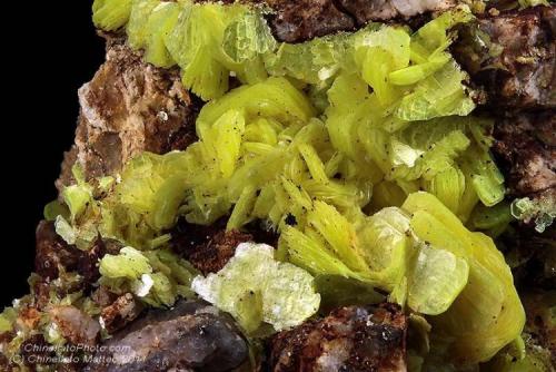 Autunite
Bosco del Corvo, Longobucco, Camigliatello Silano, Sila, Cosenza Province, Calabria, Italy
Many rare 17.54 mm group of Autunite crystals. Collection & Photo Matteo Chinellato (Author: Matteo_Chinellato)