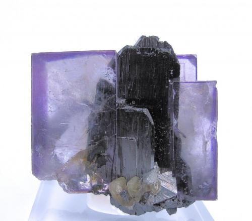 Fluorita, ferberita, arsenopirita, mica
Mina Yaogangxian, Yaogangxian W-Sn ore field, Yizhang Co., Chenzhou Prefecture, Hunan Province, China
37 mm x 37 mm

Observar cómo el cristal de ferberita está en parte incluido en la fluorita (Autor: Carles Millan)