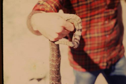 rattlesnake Carlsbad, NM (Author: John Medici)