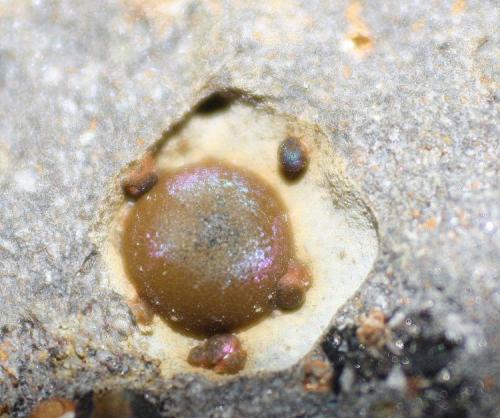 Goethita<br />De Las Angustias ravine, El Paso, La Palma, Santa Cruz de Tenerife Province, Canary Islands, Spain<br />2 mm<br /> (Autor: canada)