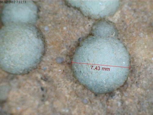 Fluorita globular
Sta. Coloma de Gramenet, Barcelona, Cataluña
10x8x2 cm. Aumentado a 40X (aprox)
Medido el glóbulo central con la aplicación del software del microscopio: resultado 7,43 mm. Medido el mismo glóbulo con una regla clásica: entre 5 y 5,5 mm. Por tanto, la precisión de la medida es inaceptable (a nivel científico). (Autor: Marvic)