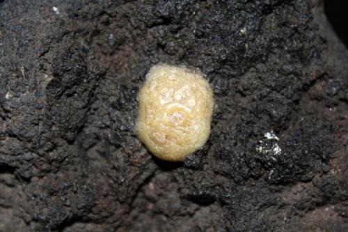 Calcedonia<br />Afloramiento por corte en carretera, Fuencaliente de La Palma, La Palma, Provincia de Santa Cruz de Tenerife, Canarias, España<br />2 cm<br /> (Autor: canada)