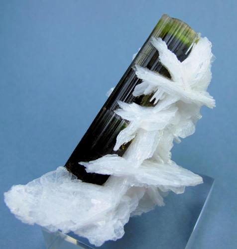 Elbaite, albite
Stak Nala, Haramosh Mts., Skardu District, Baltistan, Gilgit-Baltistan, Pakistan
79 mm x 48 mm

Back view (Author: Carles Millan)