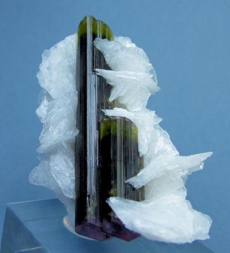 Elbaite, albite
Stak Nala, Haramosh Mts., Skardu District, Baltistan, Gilgit-Baltistan, Pakistan
79 mm x 48 mm (Author: Carles Millan)