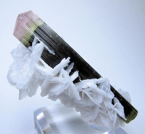 Elbaite, albite
Stak Nala, Haramosh Mountains, Skardu, Gilgit-Baltistan, Pakistan
96 mm x 51 mm (Author: Carles Millan)