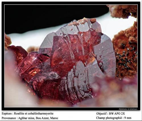 Roselite and cobaltlotharmeyerite
Aghbar Mine, Bou Azzer, Maroc
fov 9 mm (Author: ploum)