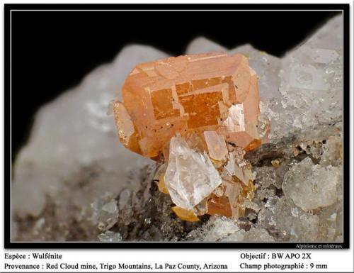 Wulfenite
Red Cloud Mine, Arizona, USA
fov 8 mm (Author: ploum)