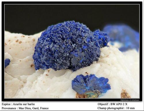 Azurite on Barite
Mas Dieu, Mercoirol, Gard, France
fov 9 mm (Author: ploum)