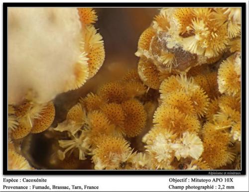 Cacoxenite
Fumade, Castelnau-de-Brassac, Tarn, Midi-Pyrénées, France
fov 2 mm (Author: ploum)