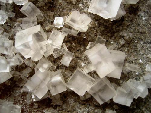 Halite
Neuhof-Ellers Potash Works, Neuhof, Fulda, Hesse, Germany
Largest crystals ~ 15 mm (Author: Tobi)