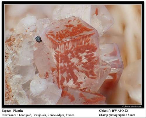 Fluorite
Monterniers, Lantignié, Beaujolais, France
fov 8 mm (Author: ploum)