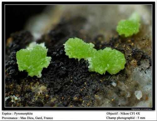 Pyromorphite
Mas Dieu, Gard, France
fov 5 mm (Author: ploum)