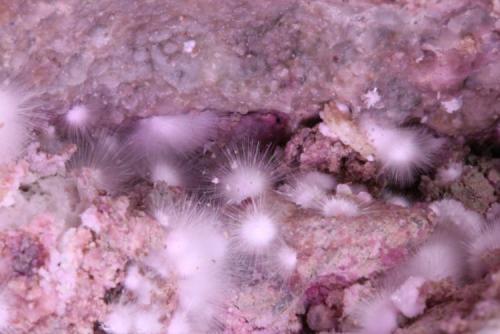 Picrofarmacolita, eritrina (detalle).
Bou-Azzer (Distrito), Tazenakht, Ouarzazate, Marruecos.
10,5 x 8,6 x 5,8 cm
Brecha hidrotermal alterada a minerales secundarios (no está analizada).
Recogida en 2009. (Autor: Ivan Blanco (PDM))