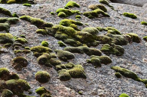 Musgo en Jebel Ewargizen.
G. Sobieszek photo. (Autor: Josele)