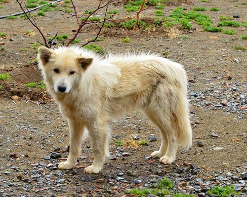 Canino del Alto Atlas.
G. Sobieszek photo. (Autor: Josele)