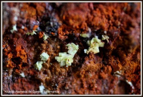 Autunita<br />La Alameda de Gardón, Comarca Campo de Argañán, Salamanca, Castilla y León, España<br />Micro<br /> (Autor: canada)