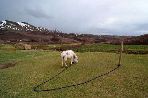 No falta el pasto en Anfgou.
G. Sobieszek photo. (Autor: Josele)