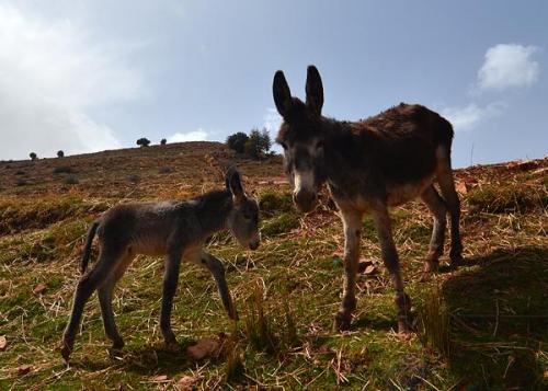 Los burros son el medio de transporte por excelencia de esta región.
G. Sobieszek photo. (Autor: Josele)