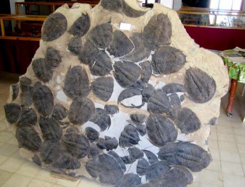 Losa con trilobites ordovícicos en un museo local cerca de Erfoud.
Fot. K. Dembicz. (Autor: Josele)