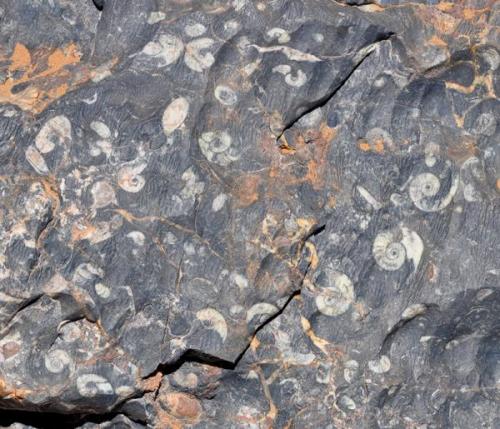 Caliza devónica "in situ" mostrando secciones de goniatites.
Fot. K. Dembicz. (Autor: Josele)
