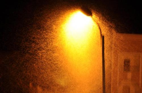 Nube de insectos en la farola junto a nuestro hotel en Tazenakht. Mientras tomaba la foto algunos se colaron en nuestra habitación...
Fot. K. Dembicz. (Autor: Josele)