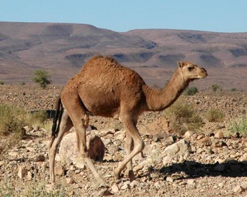 Los llaman camellos pero son dromedarios.
Fot. J. Scovil. (Autor: Josele)