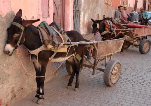 Aparcamiento de furgonetas ecológicas en la Medina.
Fot. J. Scovil. (Autor: Josele)