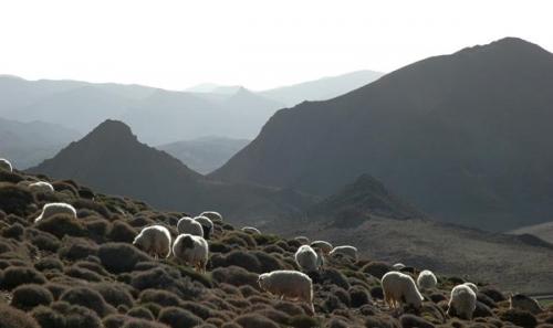 Pastando en Tizi-n-Ouazane, Imilchil.
Fot. J. Scovil. (Autor: Josele)