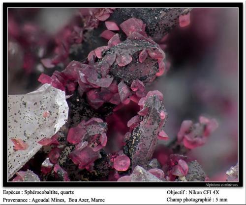 Spherocobaltite
Agoudal Mines, Bou Azer, Tazenakht, Ouarzazate, Morocco
fov 5 mm (Author: ploum)