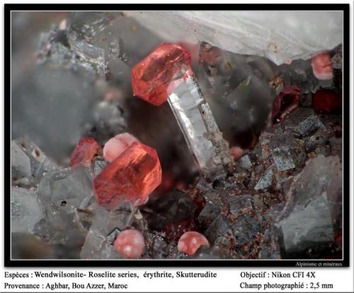 Wendwilsonite, erythrite, skutterudite
Aghbar Mine, Bou Azzer, Morocco
fov 2.5 mm (Author: ploum)