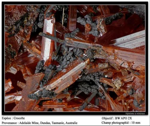 Crocoite
Adelaide mine, Tasmania, Australia
fov 10 mm (Author: ploum)