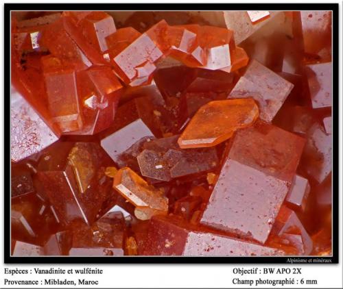Vanadinite and wulfenite
Mibladen, Midelt, Morocco
fov 6 mm (Author: ploum)