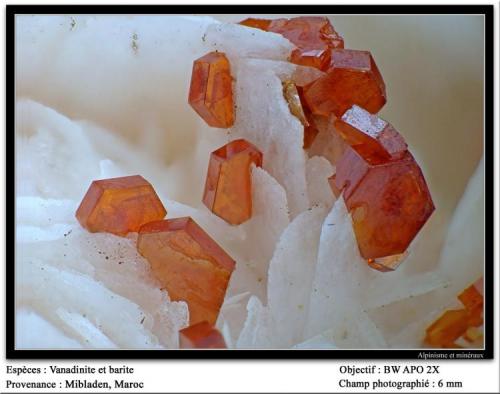 Vanadinite
Mibladen, Midelt, Morocco
fov 6 mm (Author: ploum)