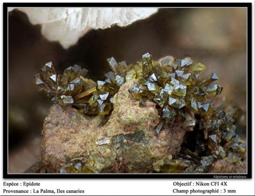 Epidote
La Palma, Canary Islands, Spain
fov 3 mm (Author: ploum)