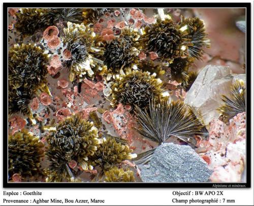 Goethite
Aghbar Mine, Bou Azzer, Morocco
fov 7 mm (Author: ploum)