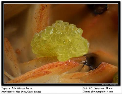 Mimetite on Barite
Mas Dieu, Gard, France
fov 4 mm (Author: ploum)