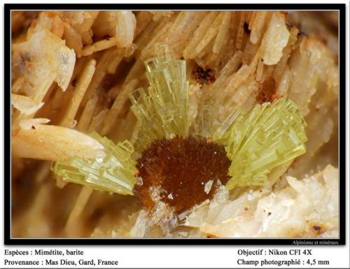 Mimetite and Barite
Mas Dieu, Gard, France
fov 4.5 mm (Author: ploum)